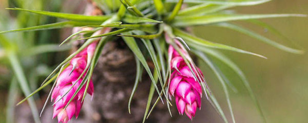 Tillandsia