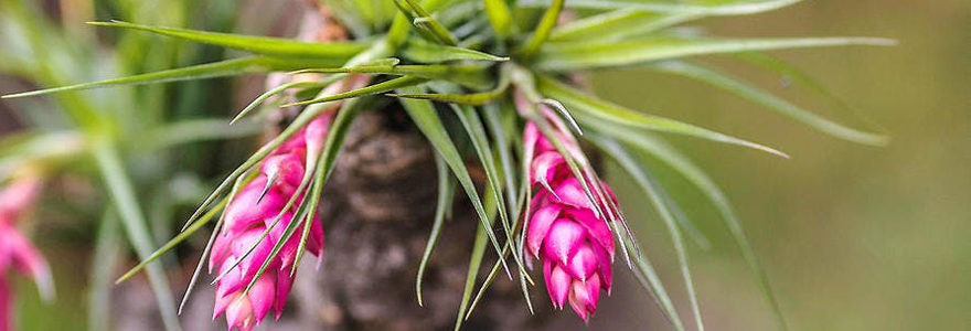 Tillandsia